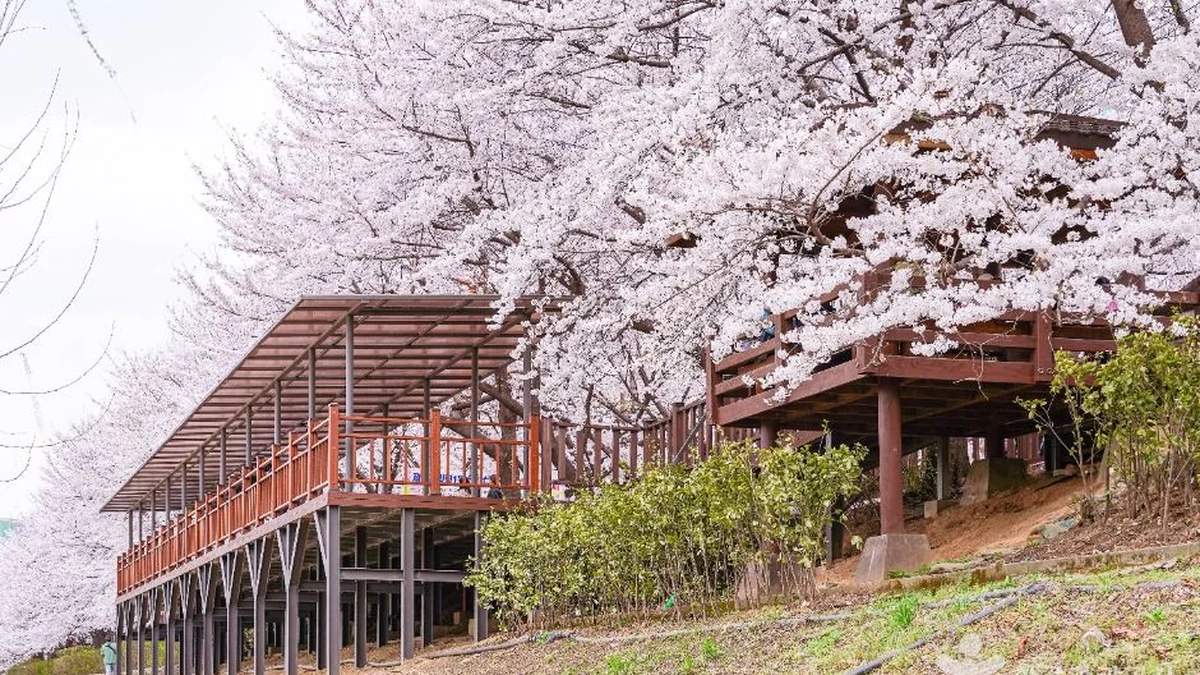 안양천제방벚꽃길