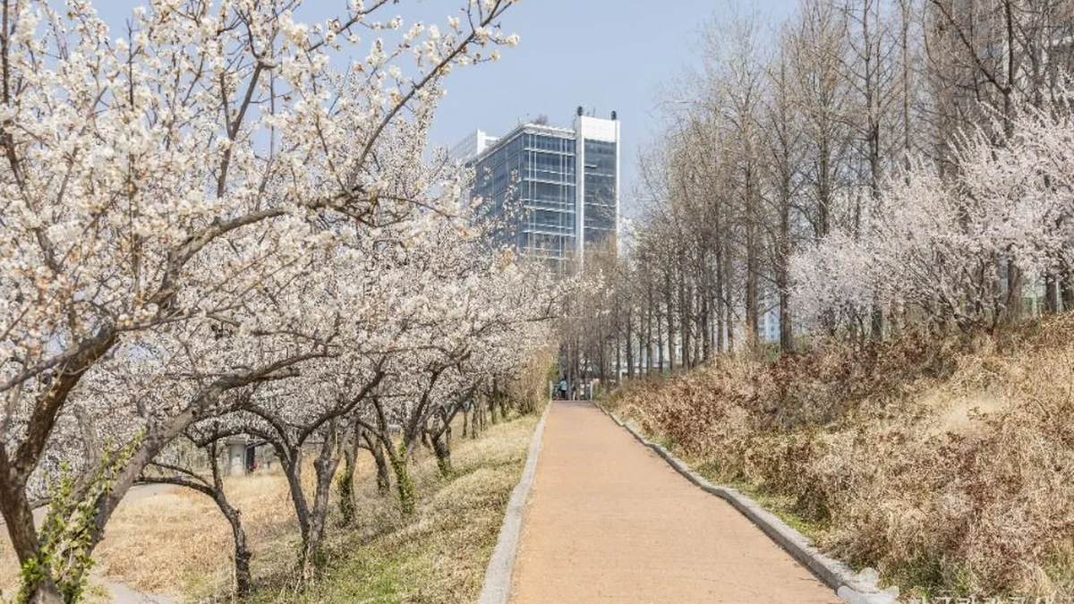 하동매실거리