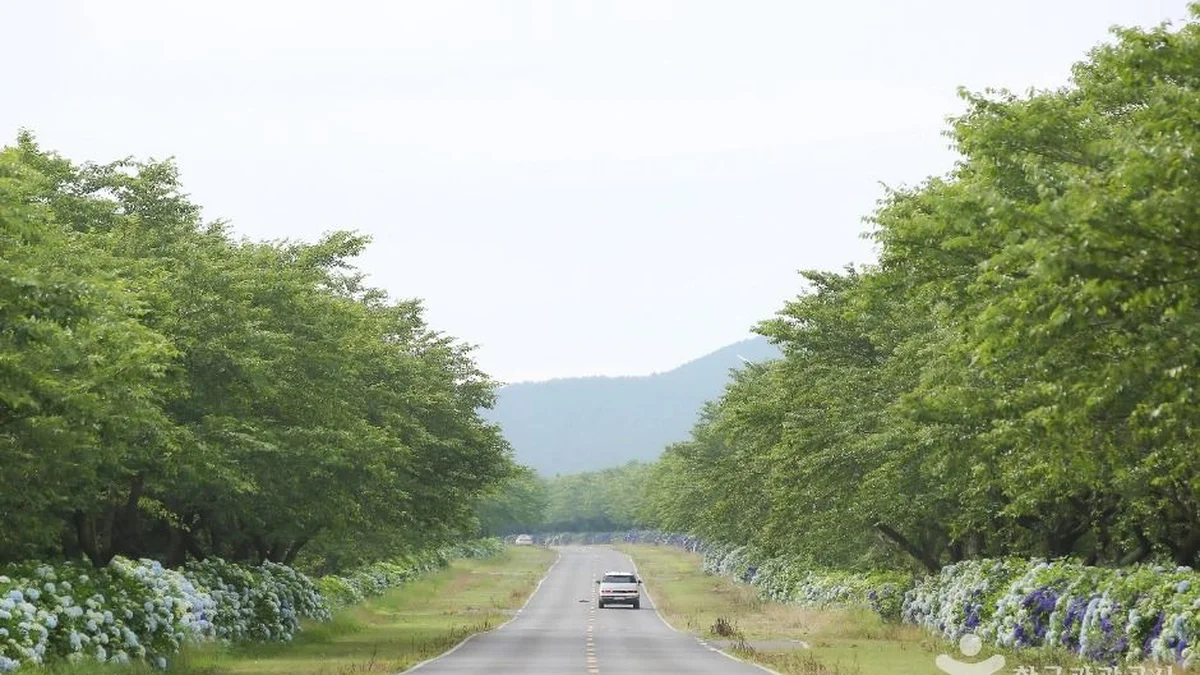 녹산로 유채꽃도로