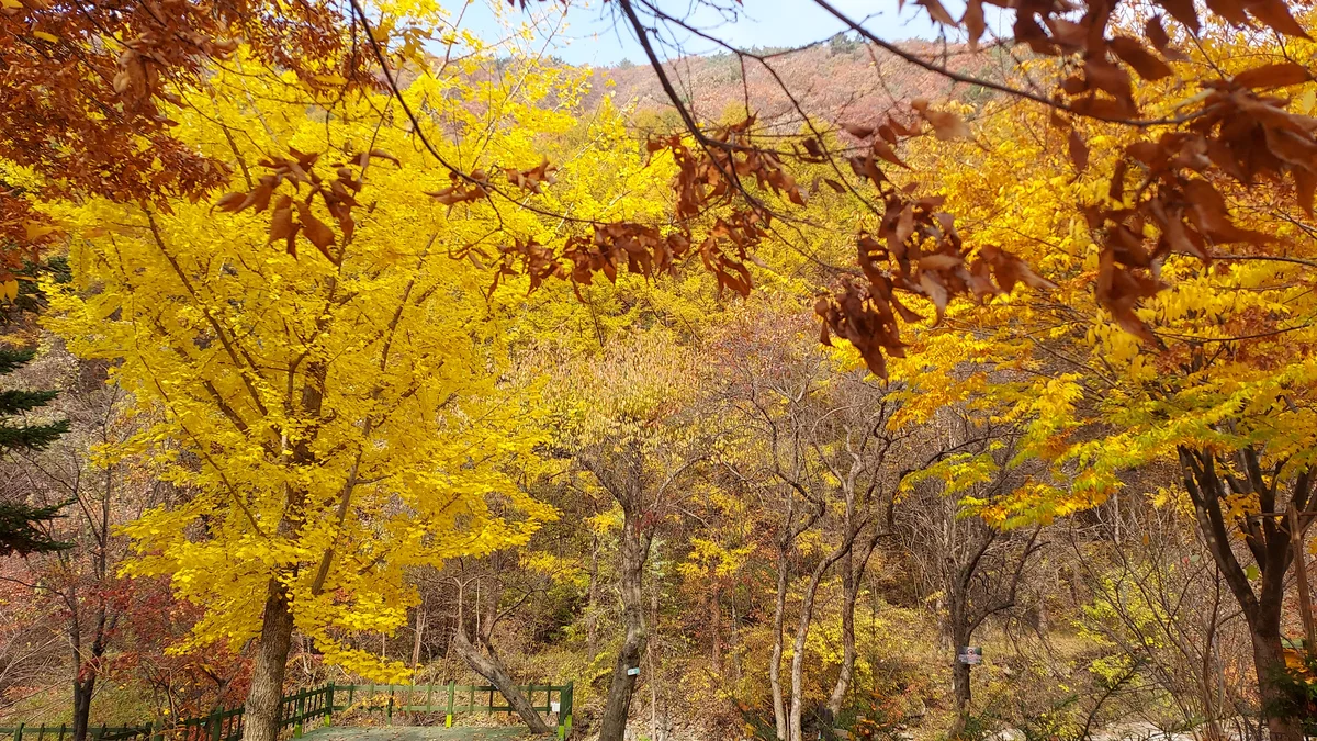 횡성산울림오토캠핑장