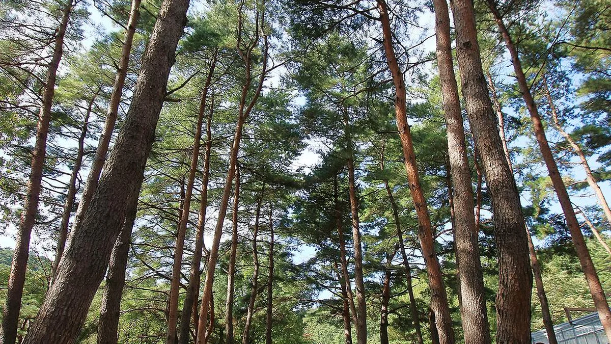 대관령 솔내음 오토 캠핑장