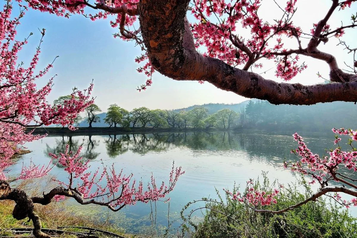경산시 갈만한곳: 반곡지 - 경산여행 여행