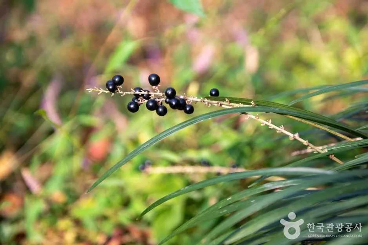 연제구 놀거리: 온천천시민공원 - 연제구 여행