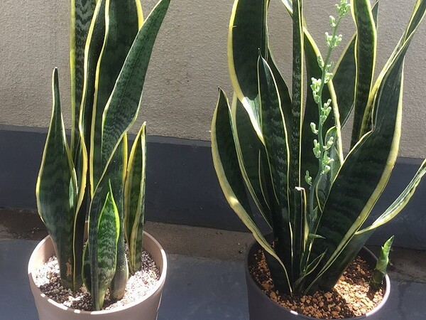 sansvieria