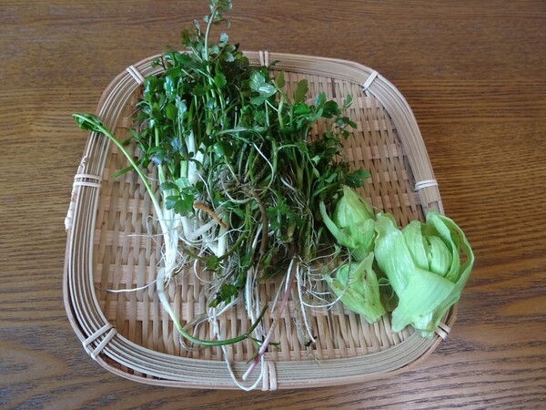 kigosai