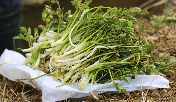 sakaidafruits