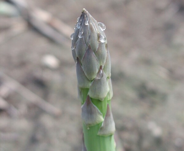 ajfarm