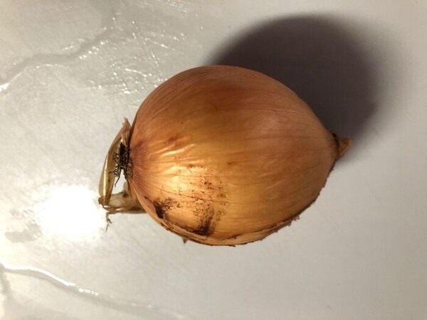 kurashinista
