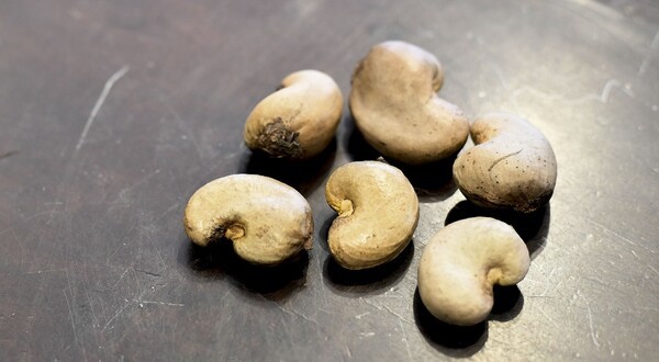 cashew-tree