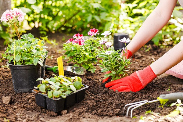gardenstory
