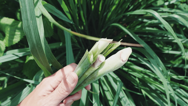 gardenstory