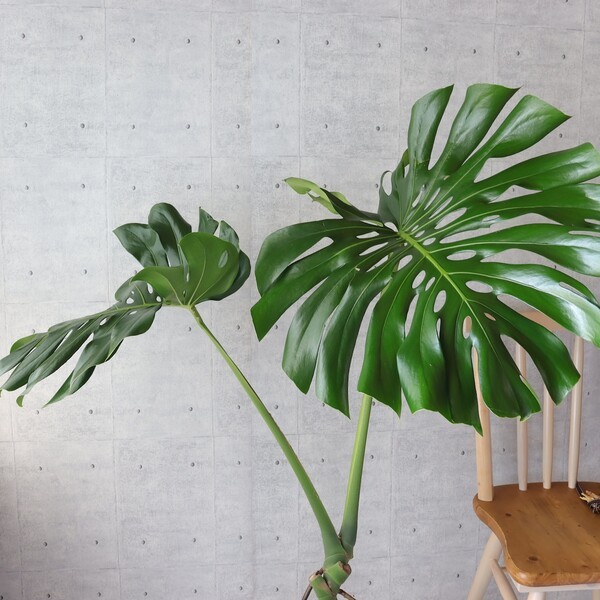 candytree