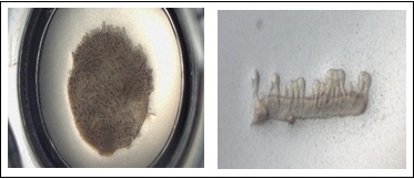 Courtesy of Kangstembiotech