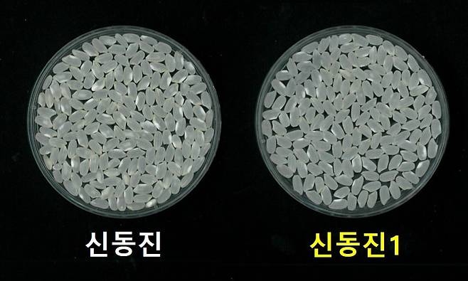 신동진 품종(왼쪽)을 개량한 신품종 ‘신동진 1’ [농촌진흥청 제공]