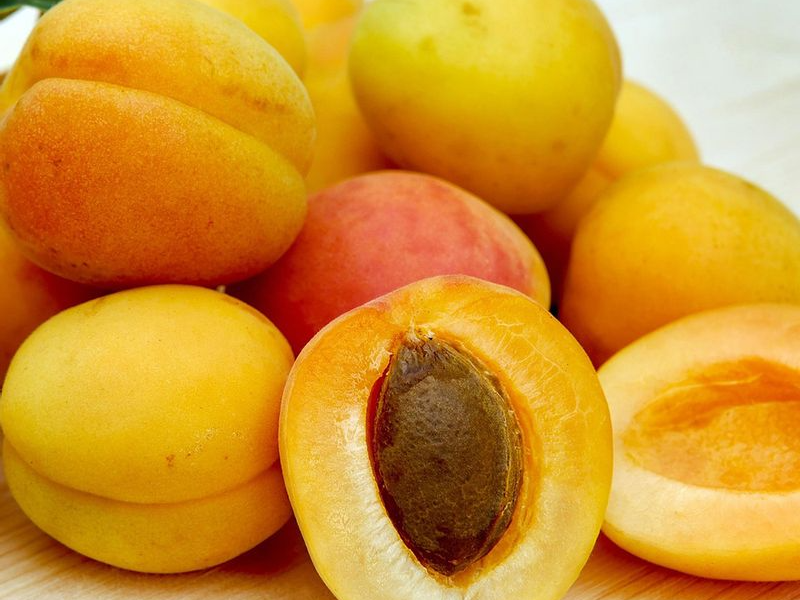 자두와 살구를 교배한 플럼코트 [농존친흥청 제공]