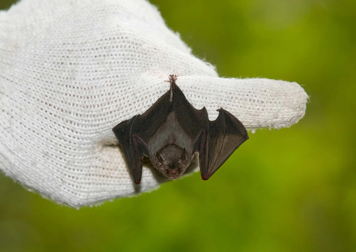 引用：Bat Conservation International / Nature Production