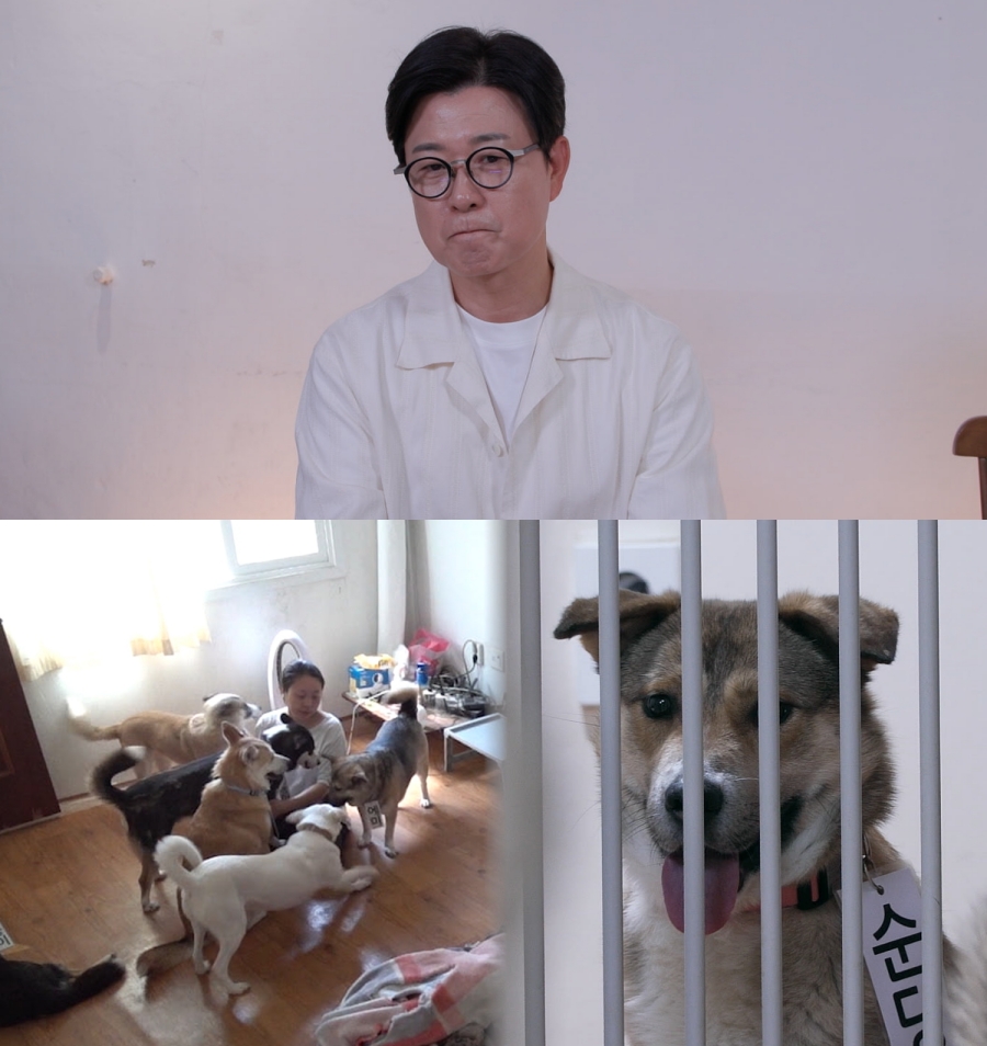 개 사고로 손가락 일부 절단…'대형견 7마리' 보호자 일상에 강형욱 두 눈 질끈