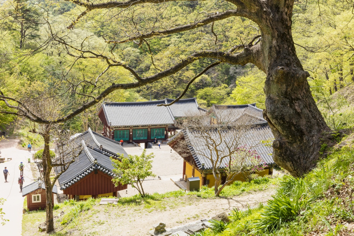 출처: 게티이미지뱅크 (충남 청양 칠갑산도립공원 장곡사)