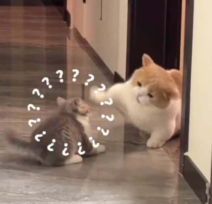 애니멀플래닛
