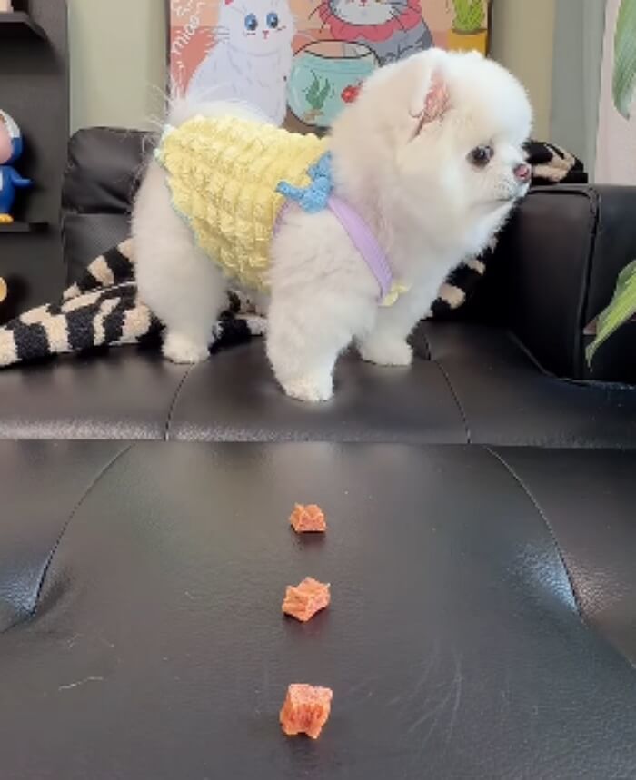애니멀플래닛