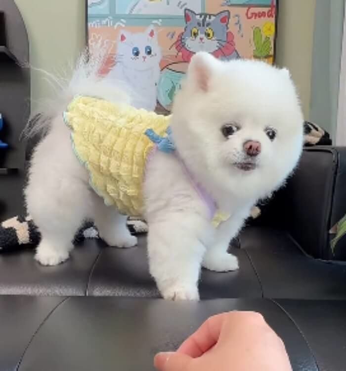 애니멀플래닛