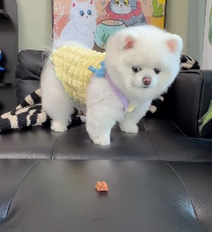 애니멀플래닛