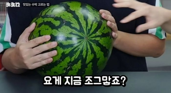 애니멀플래닛
