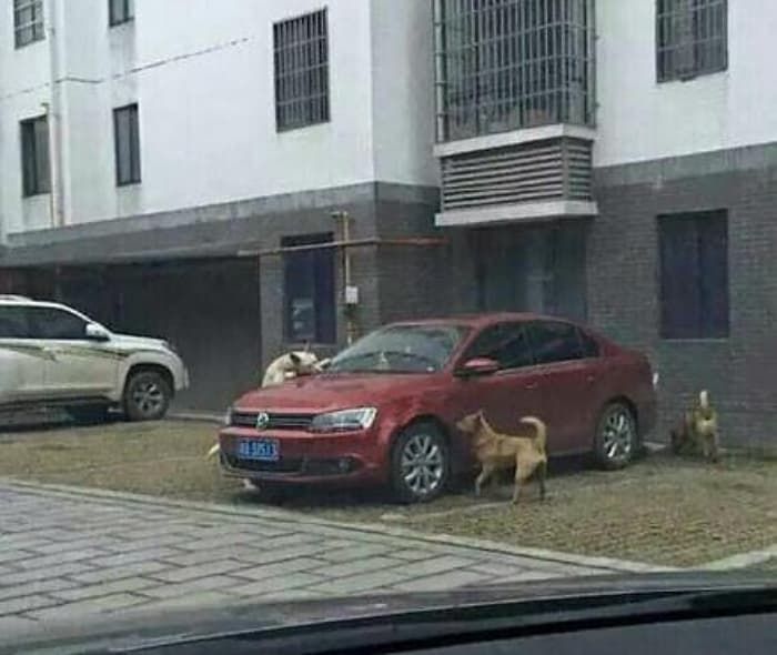 애니멀플래닛