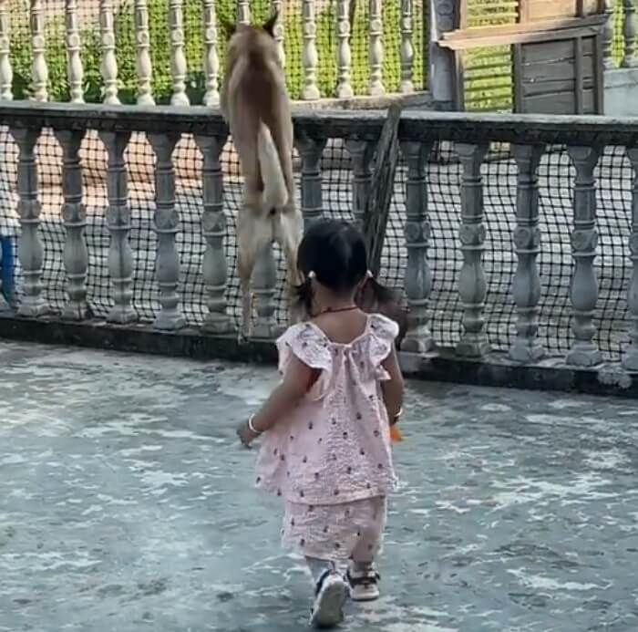 애니멀플래닛