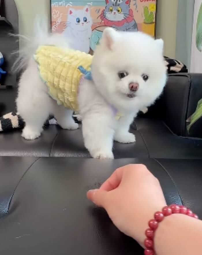 애니멀플래닛