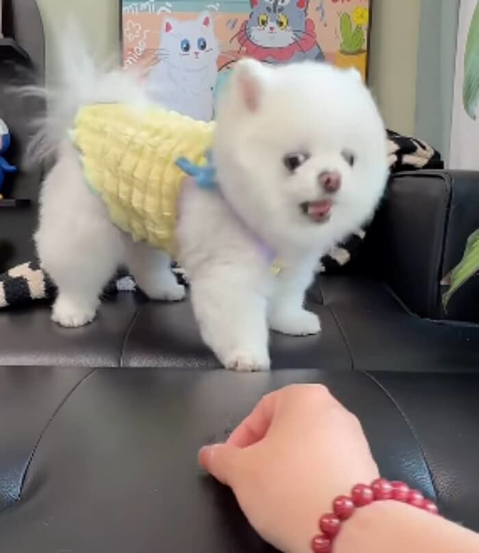 애니멀플래닛