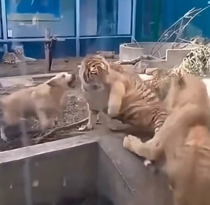 애니멀플래닛