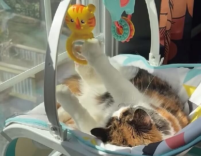 애니멀플래닛