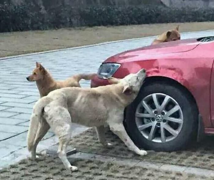 애니멀플래닛