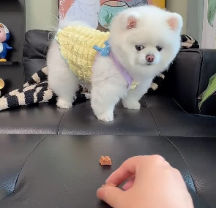 애니멀플래닛