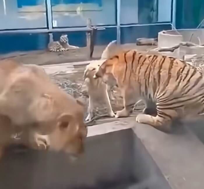 애니멀플래닛