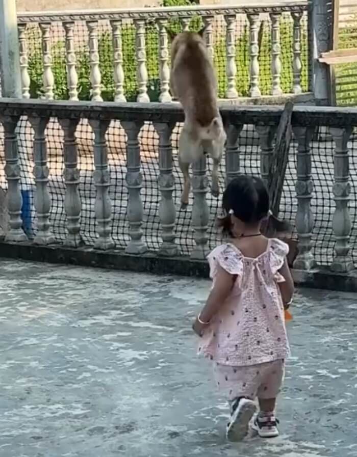 애니멀플래닛