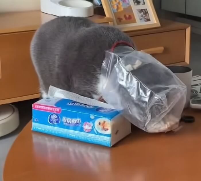 애니멀플래닛