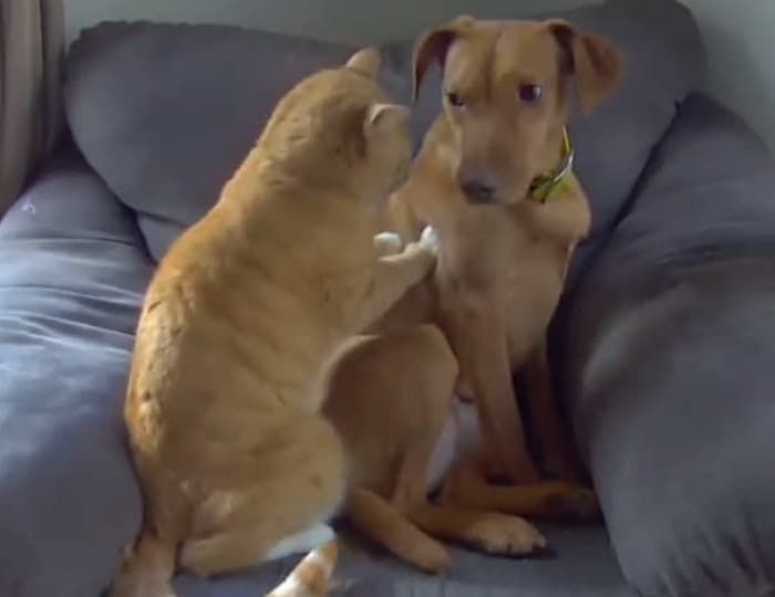 애니멀플래닛