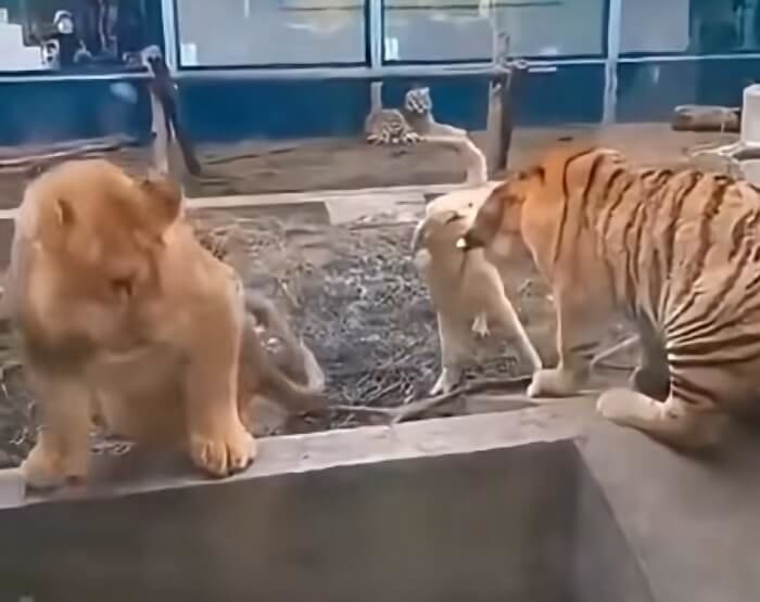 애니멀플래닛