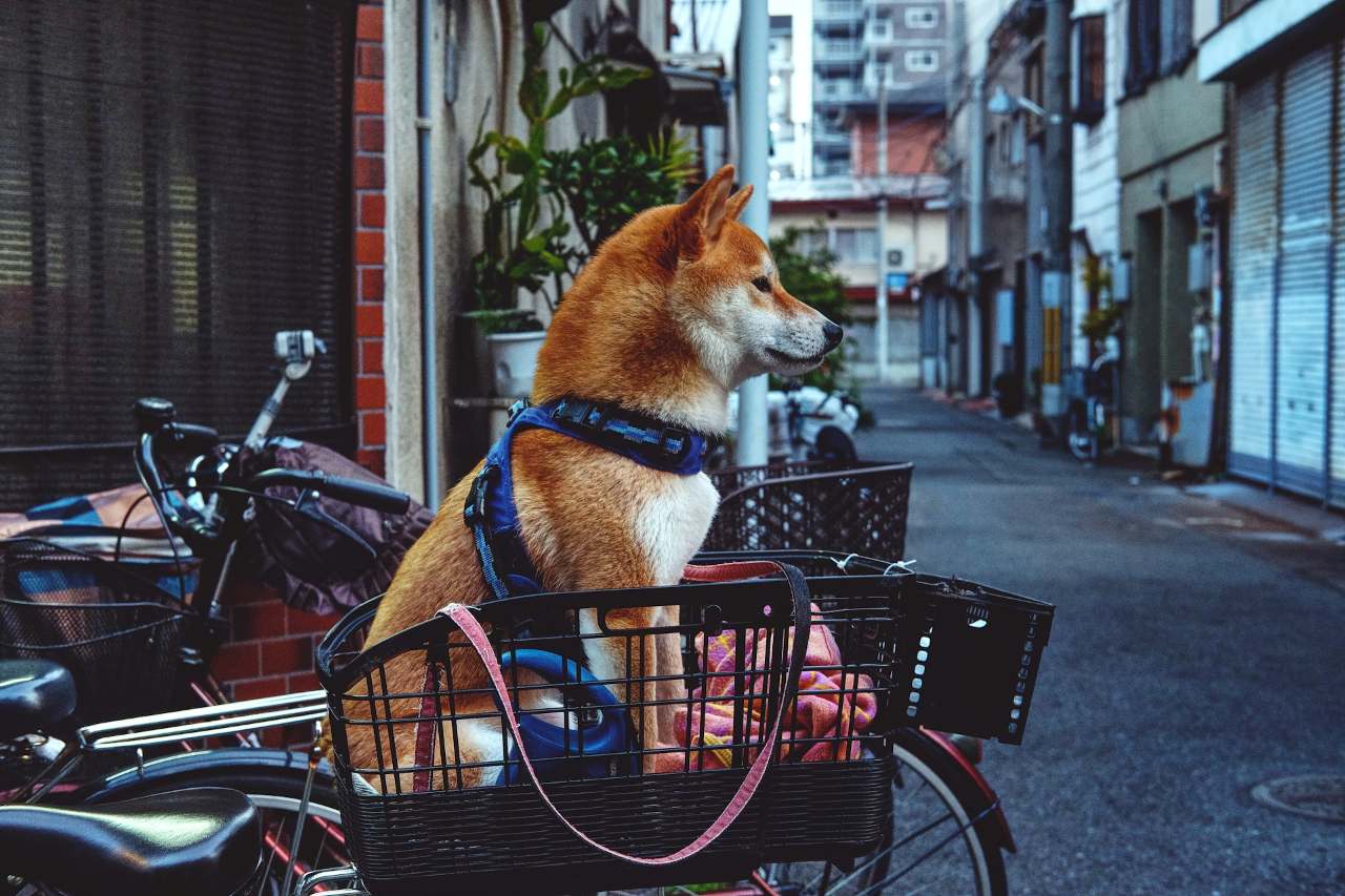 느리지만 행복한 슈퍼커브 라이딩 여행 / 사진=unsplash