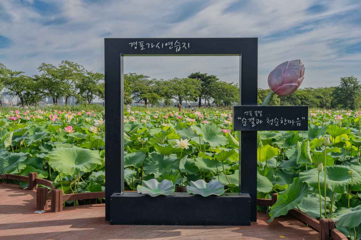 경포 가시연습지 / 사진=한국관광공사 포토코리아@홍중표