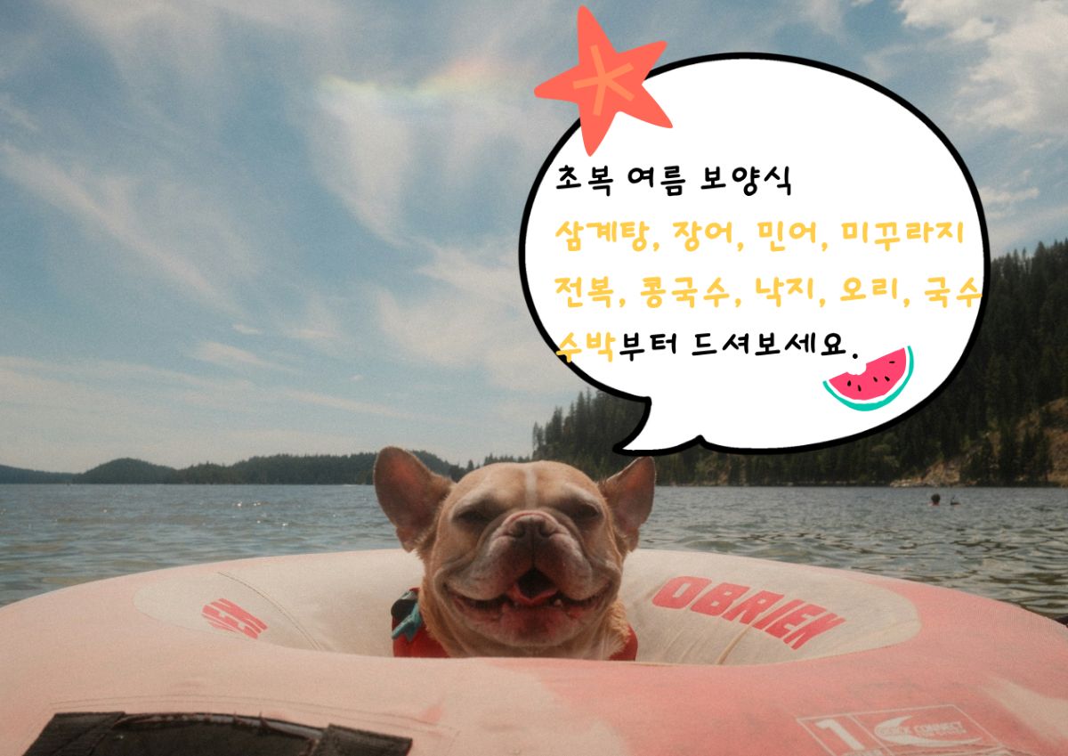 2026 초복 원기회복 여름 보양식 TOP 10 / ⓒ인포매틱스뷰
