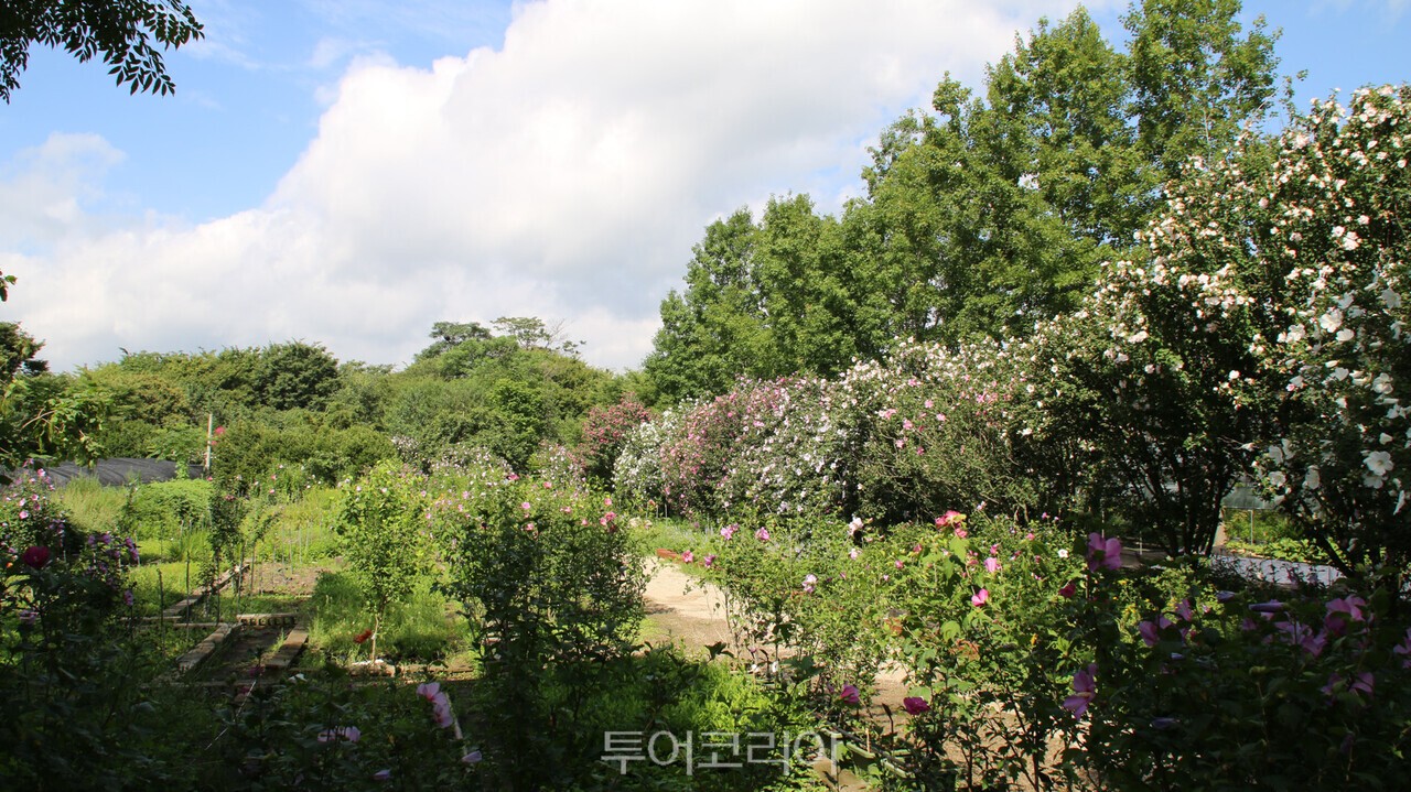 기청산 식물원 무궁화원 전경/사진-산림청