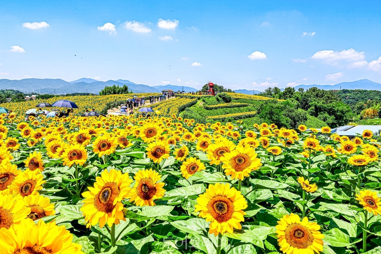 강주해바라기 축제 /사진-함안군