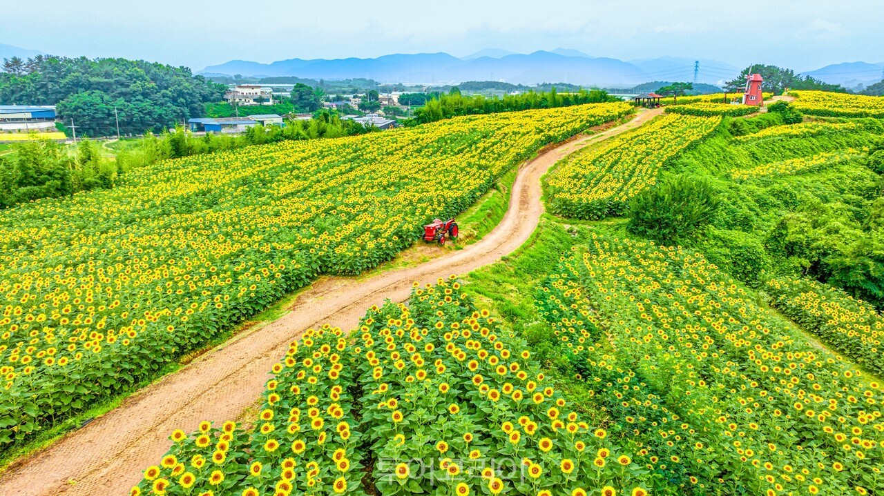 강주해바라기축제장 전경 /사진-함안군