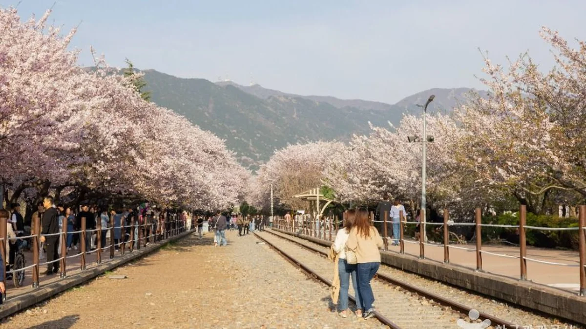 경화역 벚꽃길