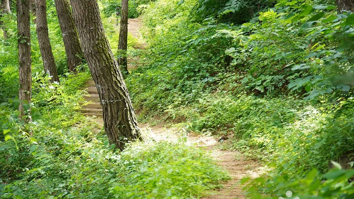 조양산(정선)