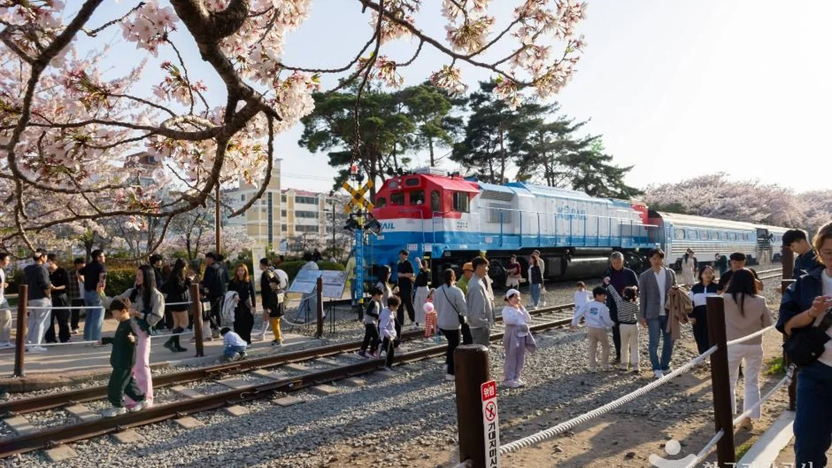 경화역 벚꽃길