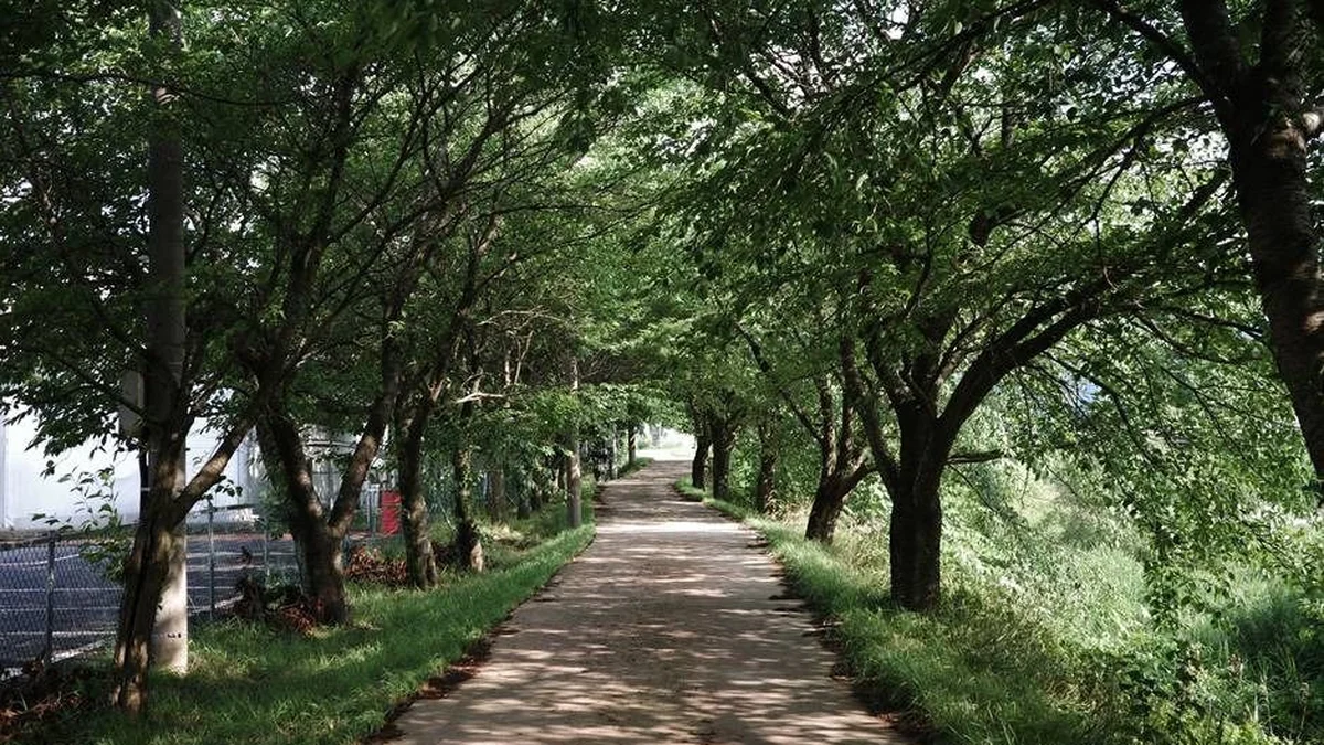 서어나무 숲